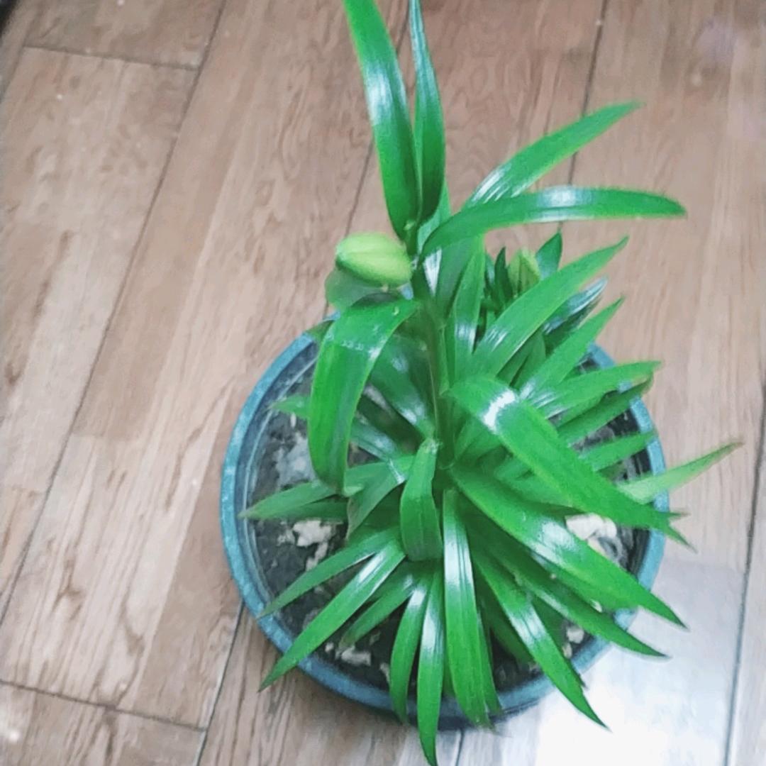 老树
