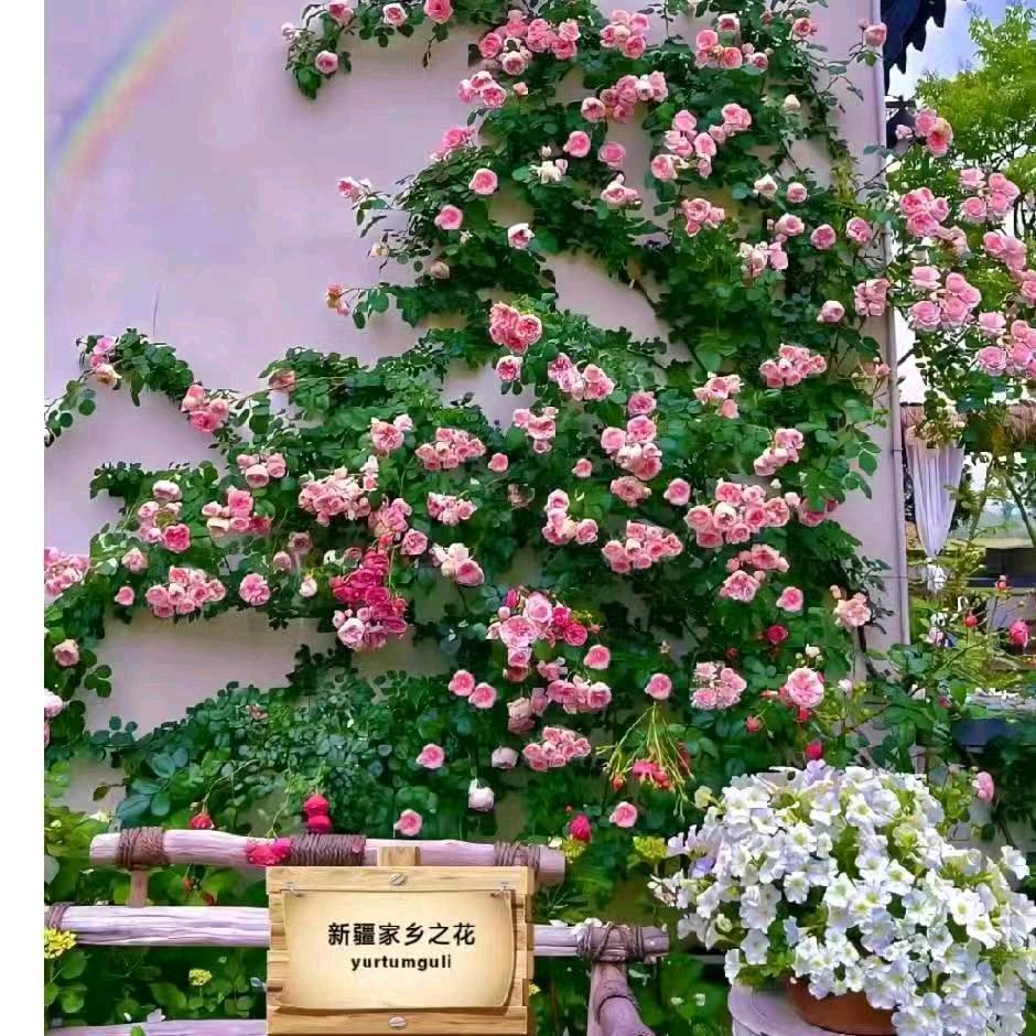 家乡之花（2号）
