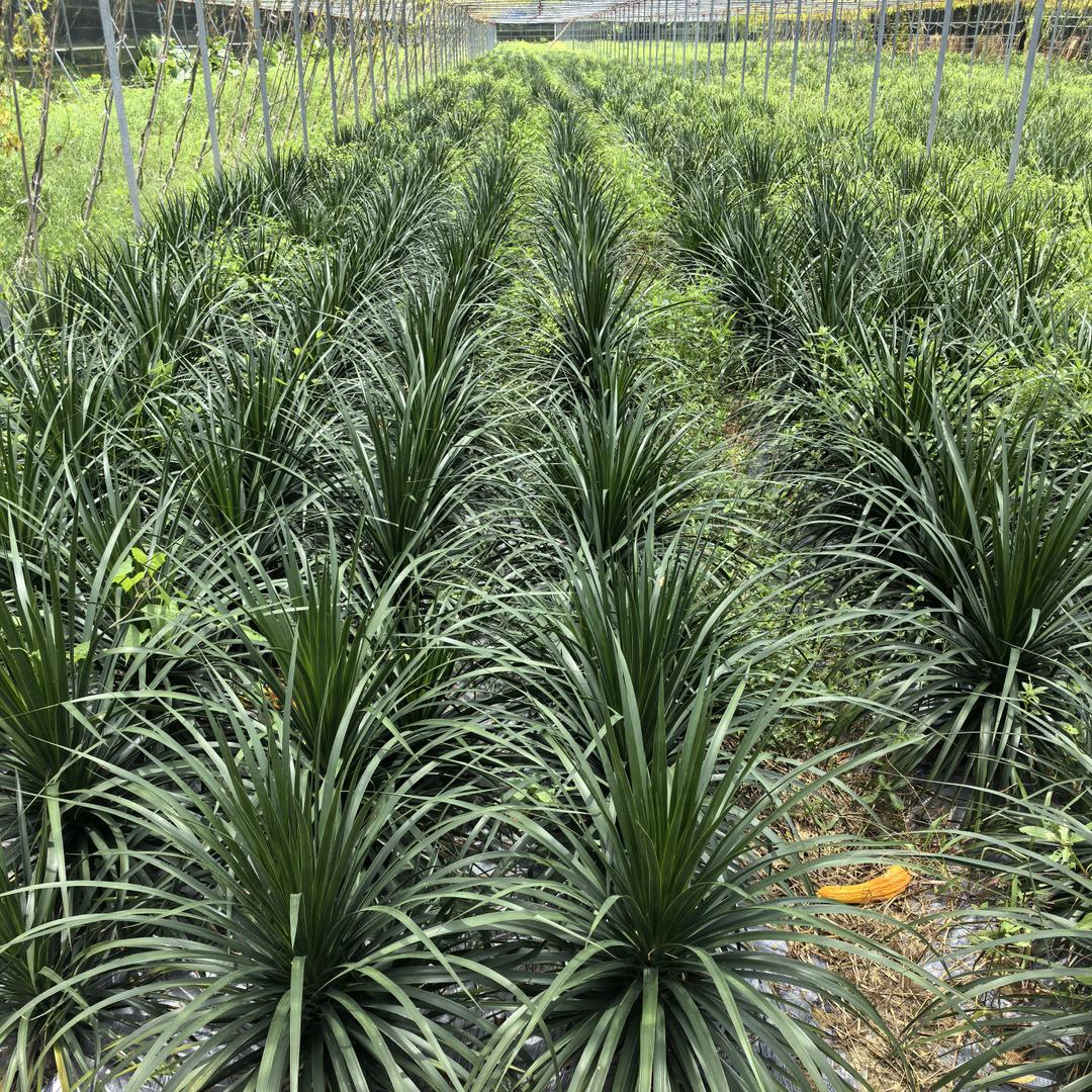 佳大欢喜 花卉绿植基地（直销号）3
