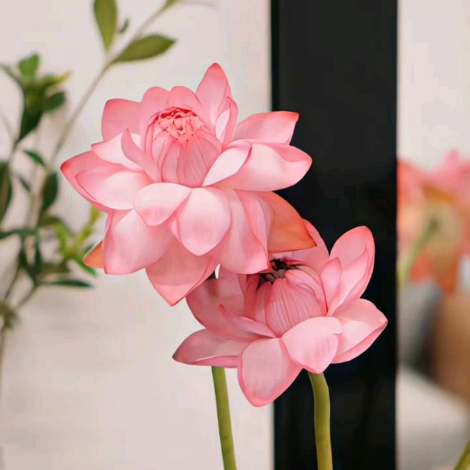好运莲莲