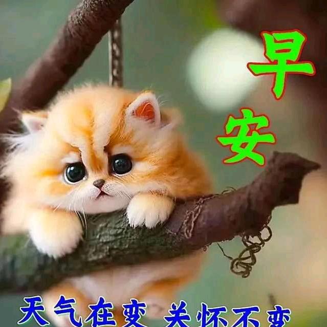 小琪