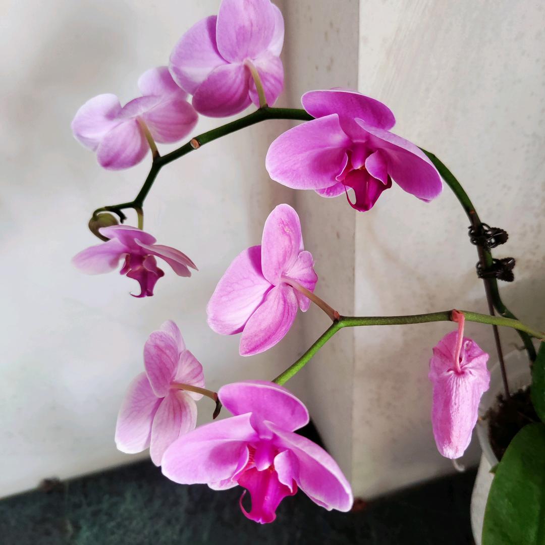 芳菲改衣，窗帘(中山东区)