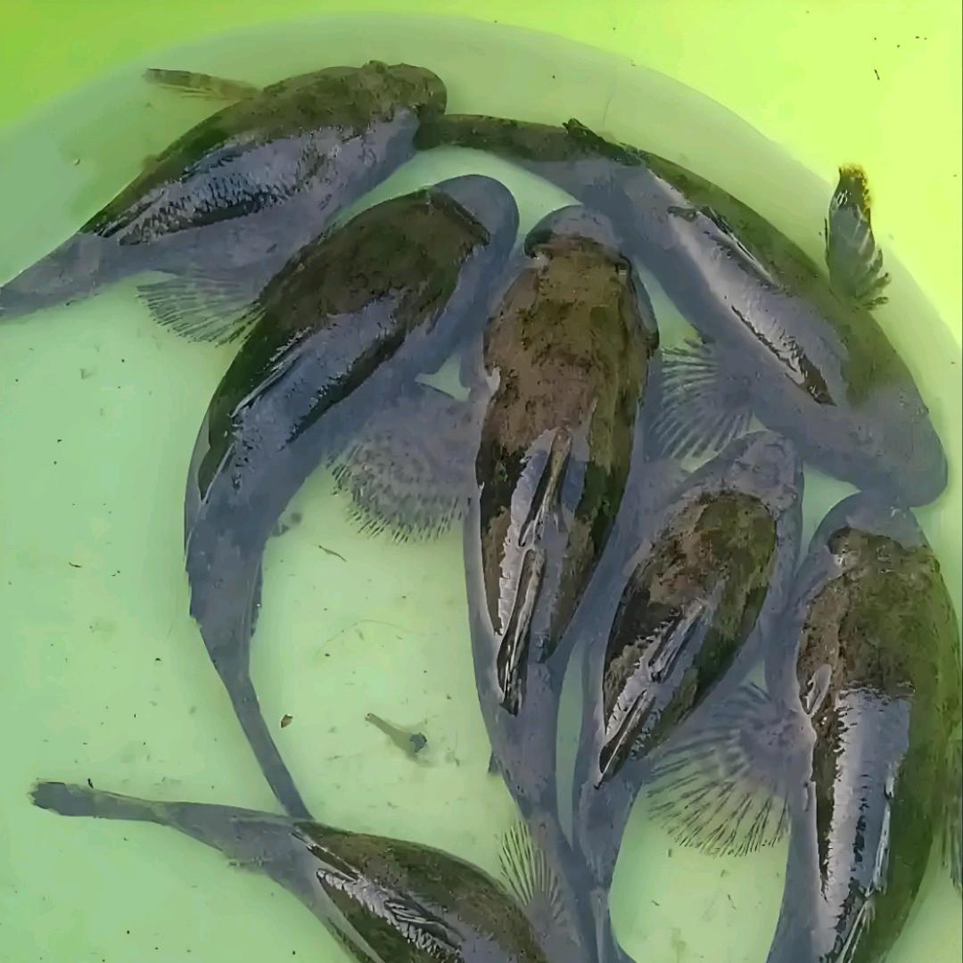 虎头鲨沙趟鳢养殖繁育中心