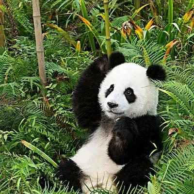 大自然的宠物一