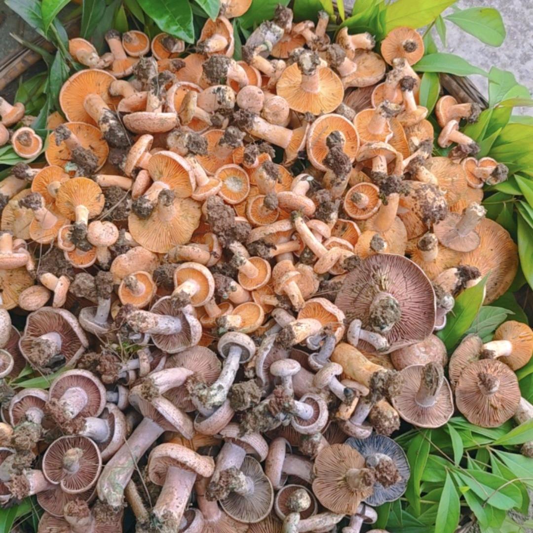 山野菌踪