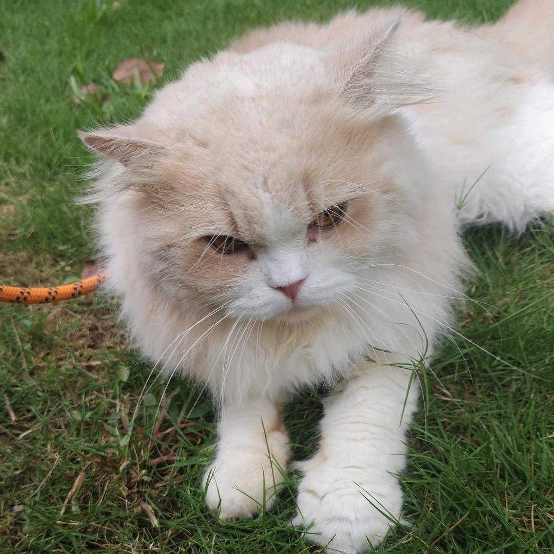 Wicy（暗区突围PC）