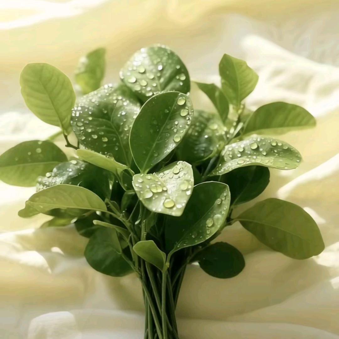 @励刻行动（橱窗有好物）