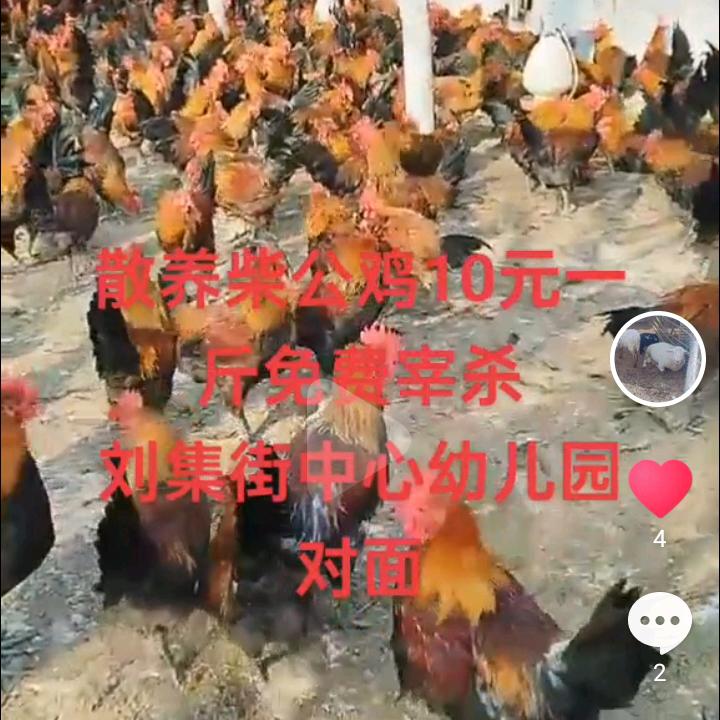 出售鸡鸭鹅苗
