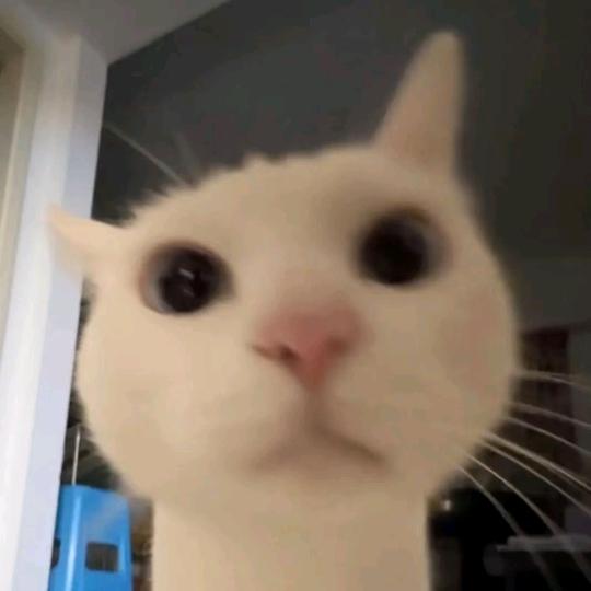 啊ᓀ‸ᓂฅ