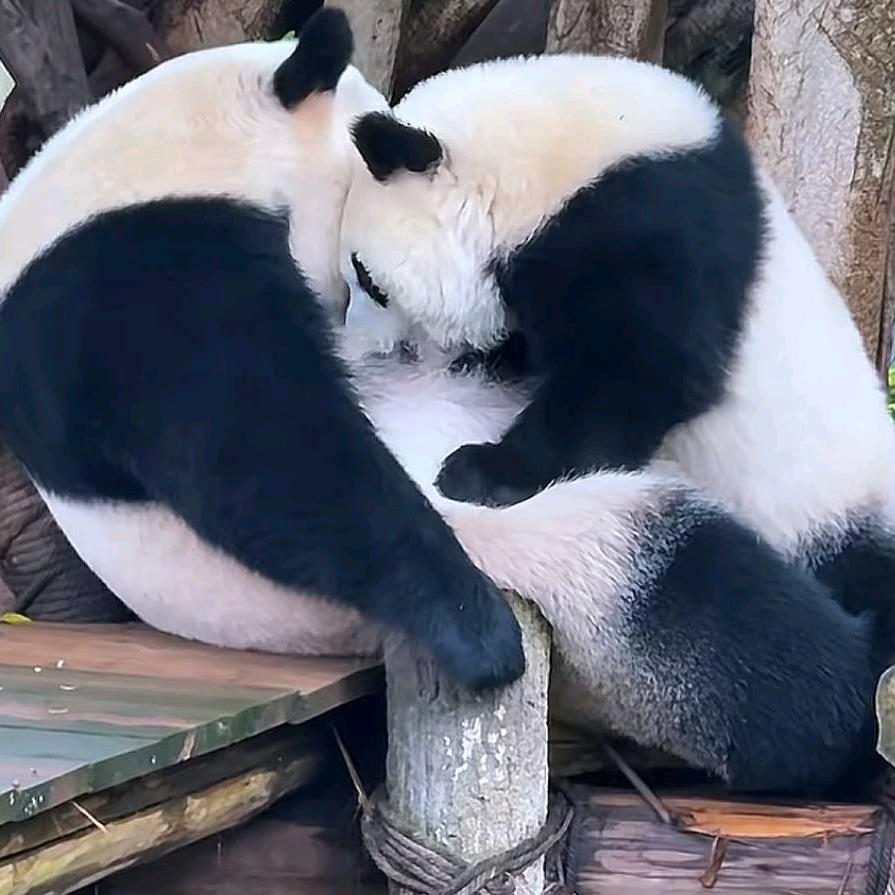 💞ᨏᤨ幸运之星꧀ᩚ࿐