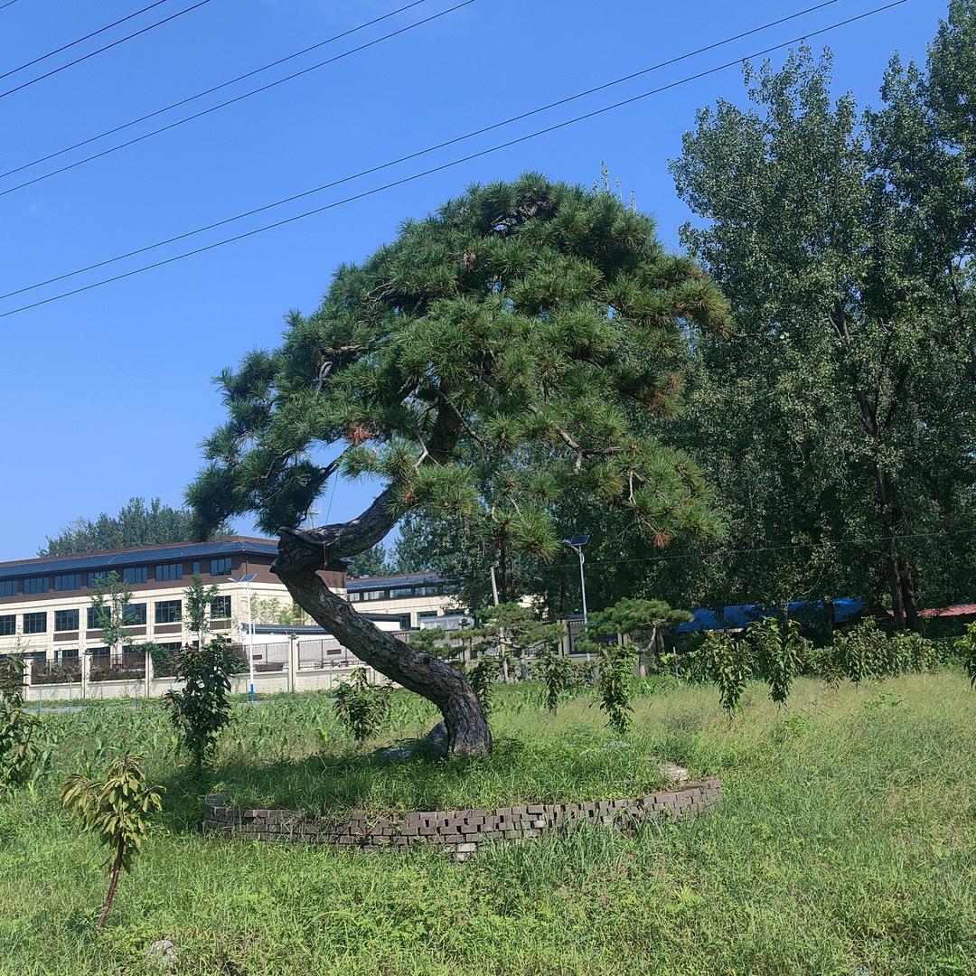 松风阁景观松基地