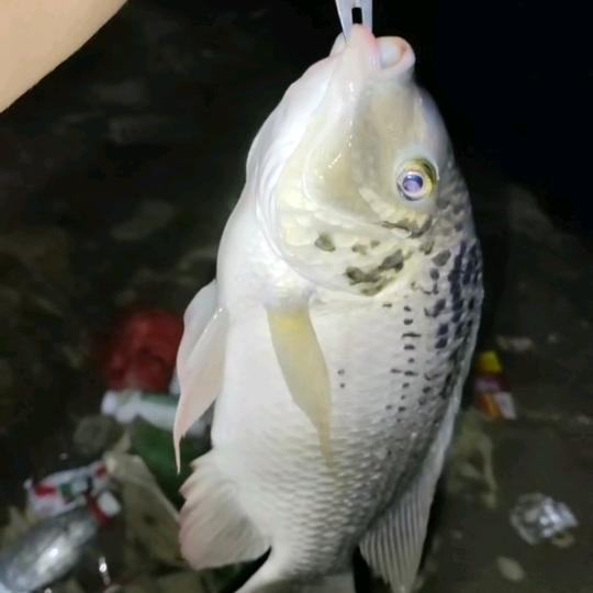 宫哥学钓鱼
