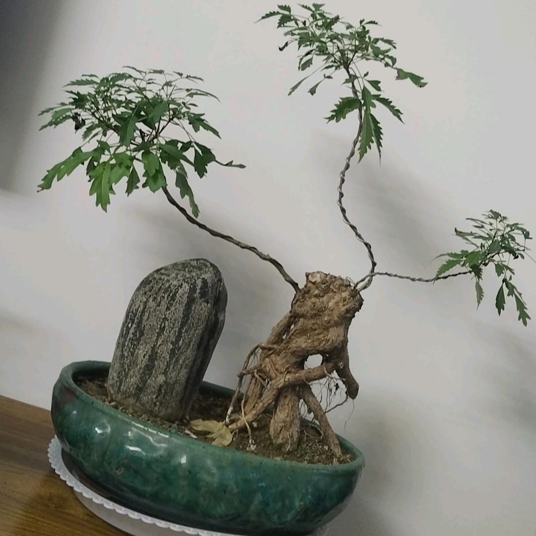 山间取荆人