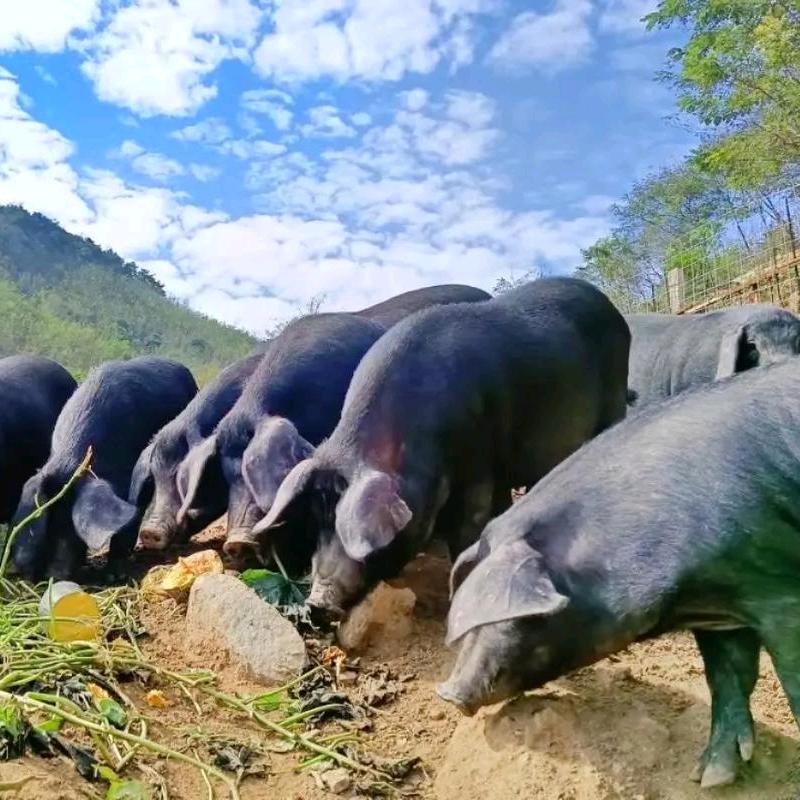 兴隆食品放心肉