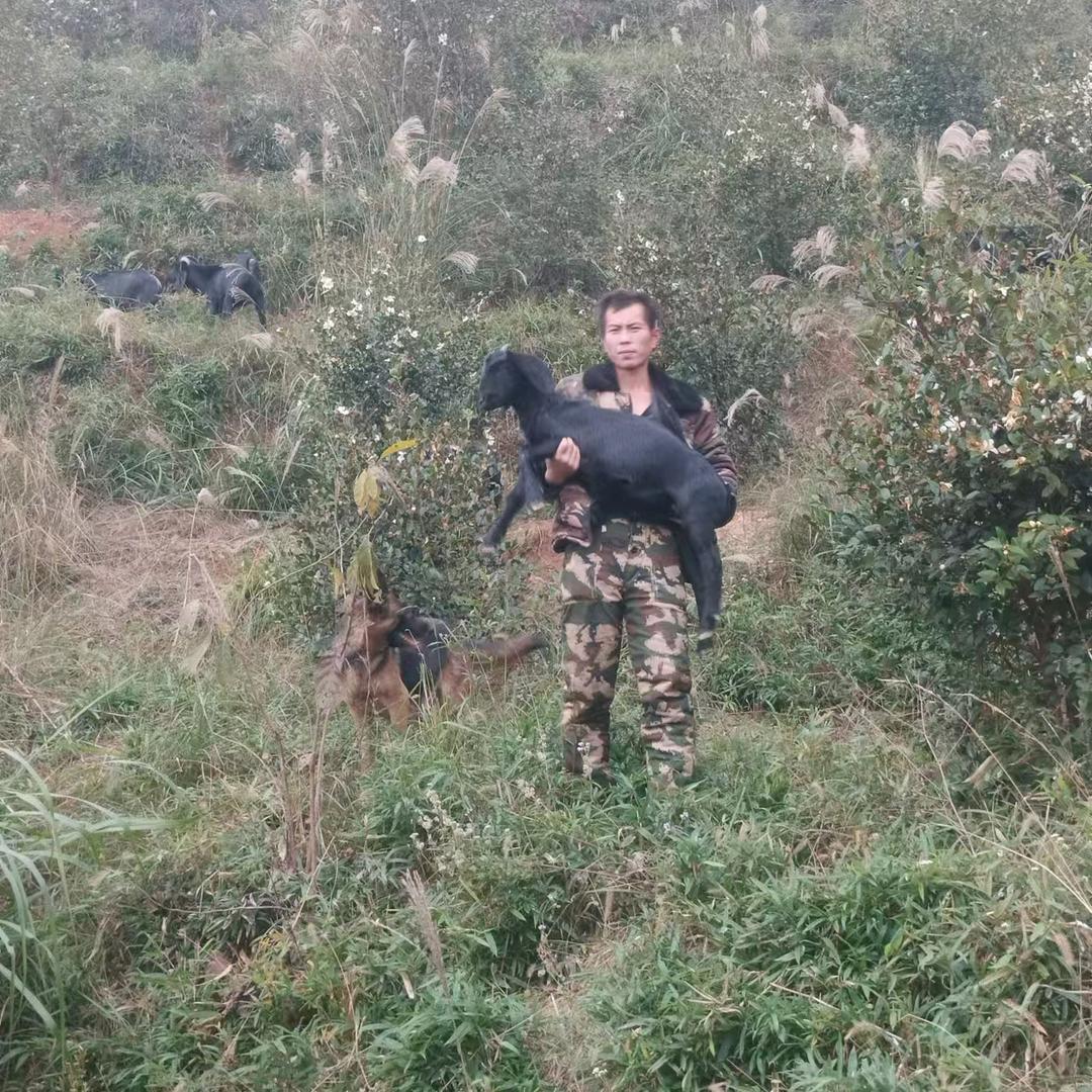 郴州市苏仙区栖凤渡镇跃辉山羊养殖场