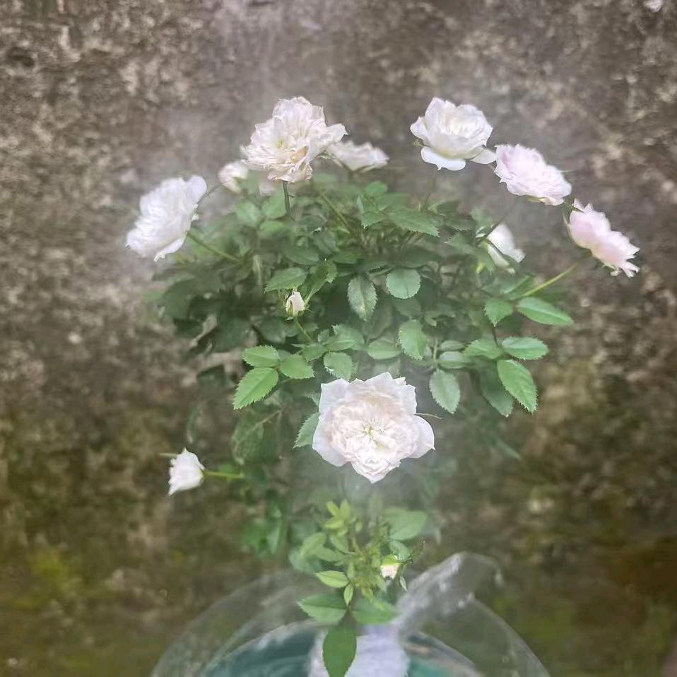 害羞草。