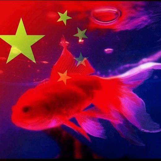 Q小鱼儿