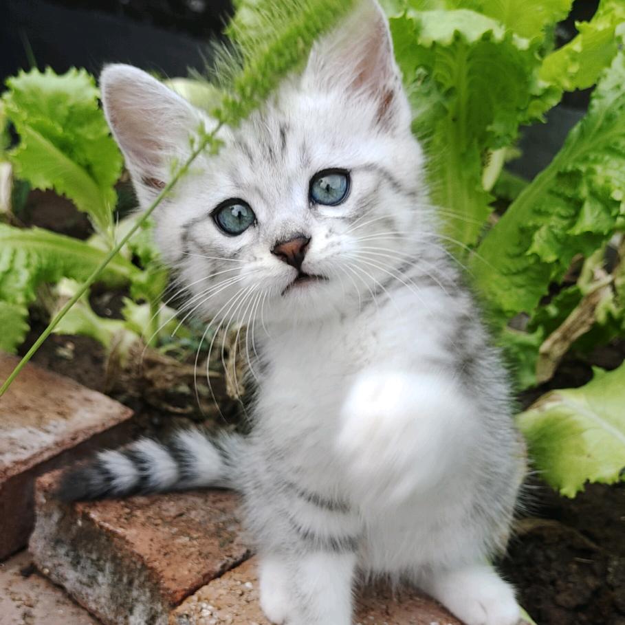 猫弟🐈