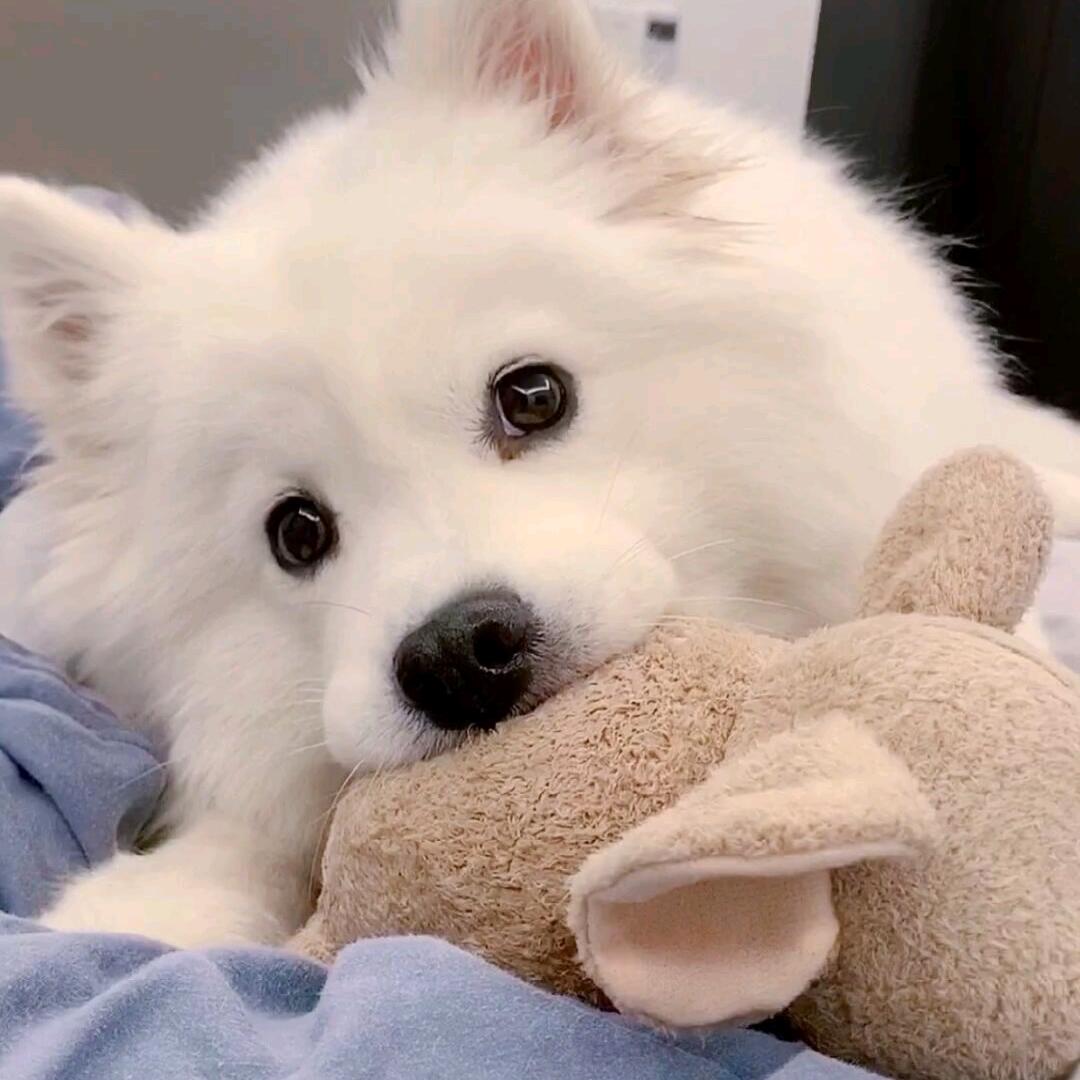 黄弟弟（五指全陀）