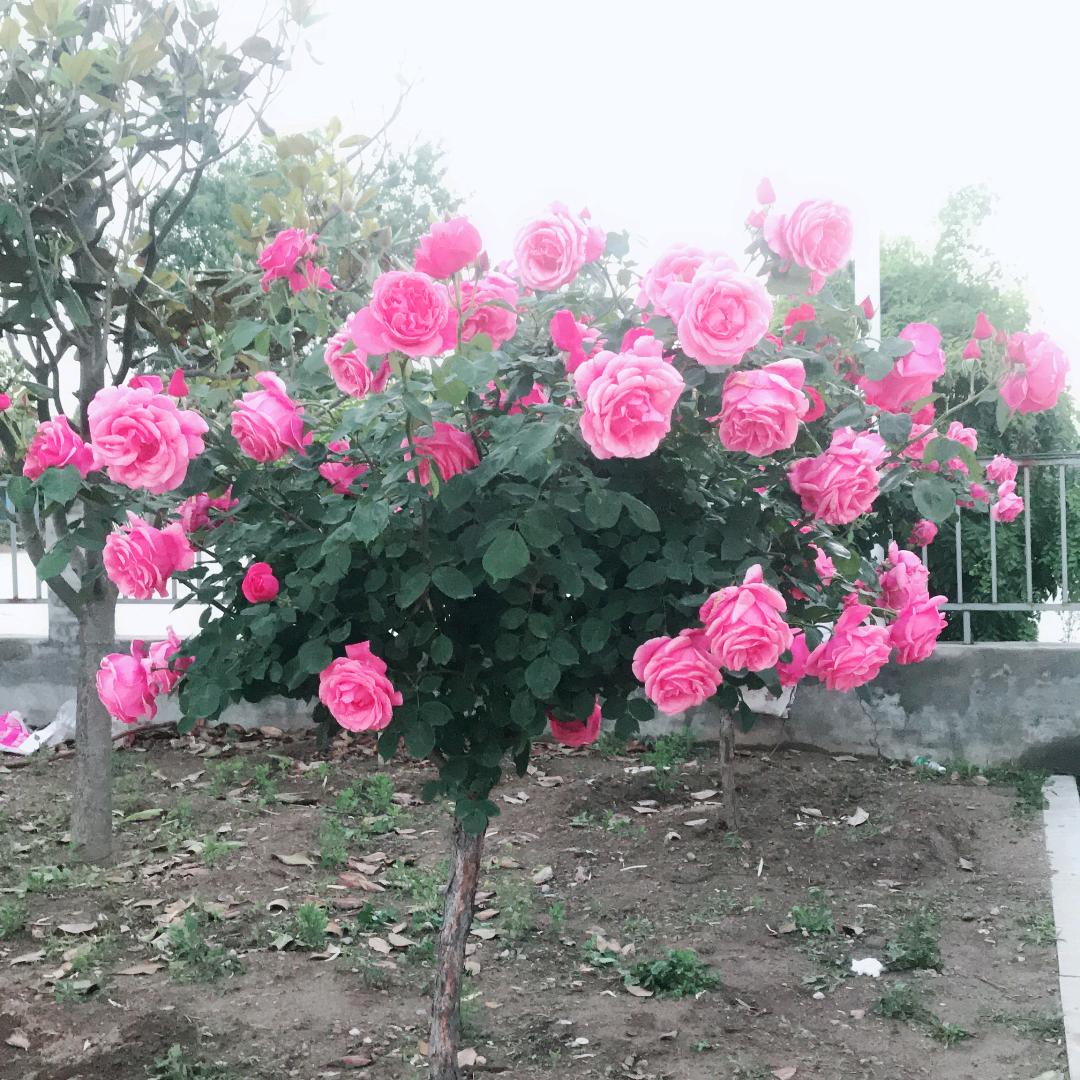 侨姐