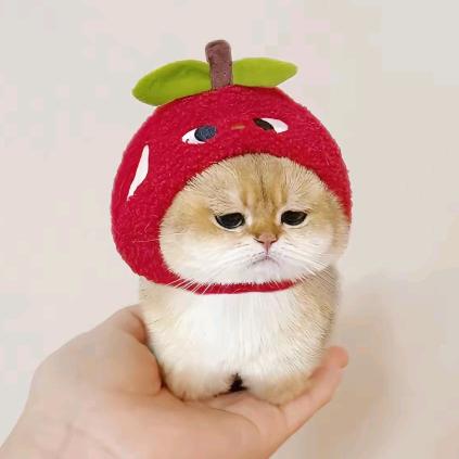 真的只吃亿口₍˄·͈༝·͈˄*₎◞ ̑̑