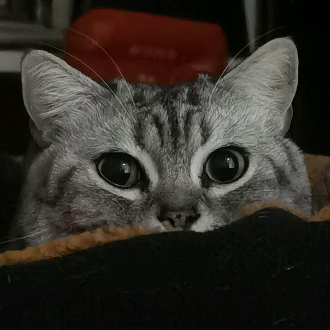 乌拉是猪不是老虎