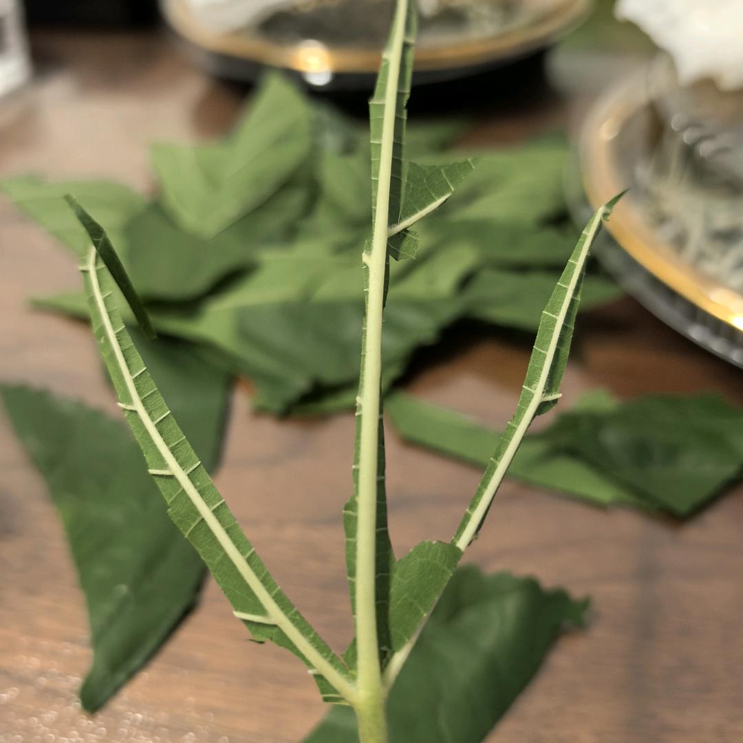 小蚕