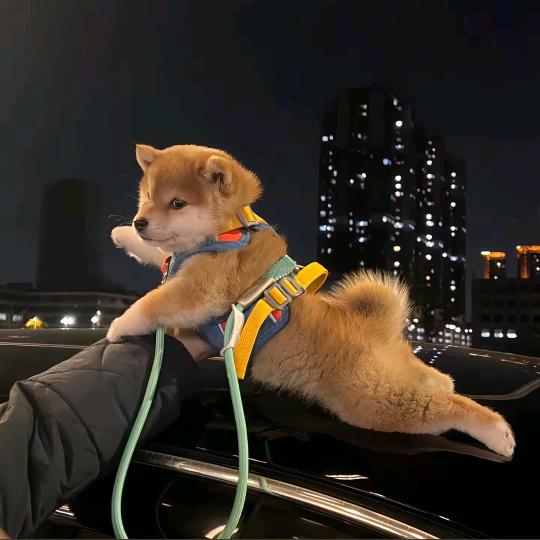 东新副食批发周口市宗柘商贸有限公司