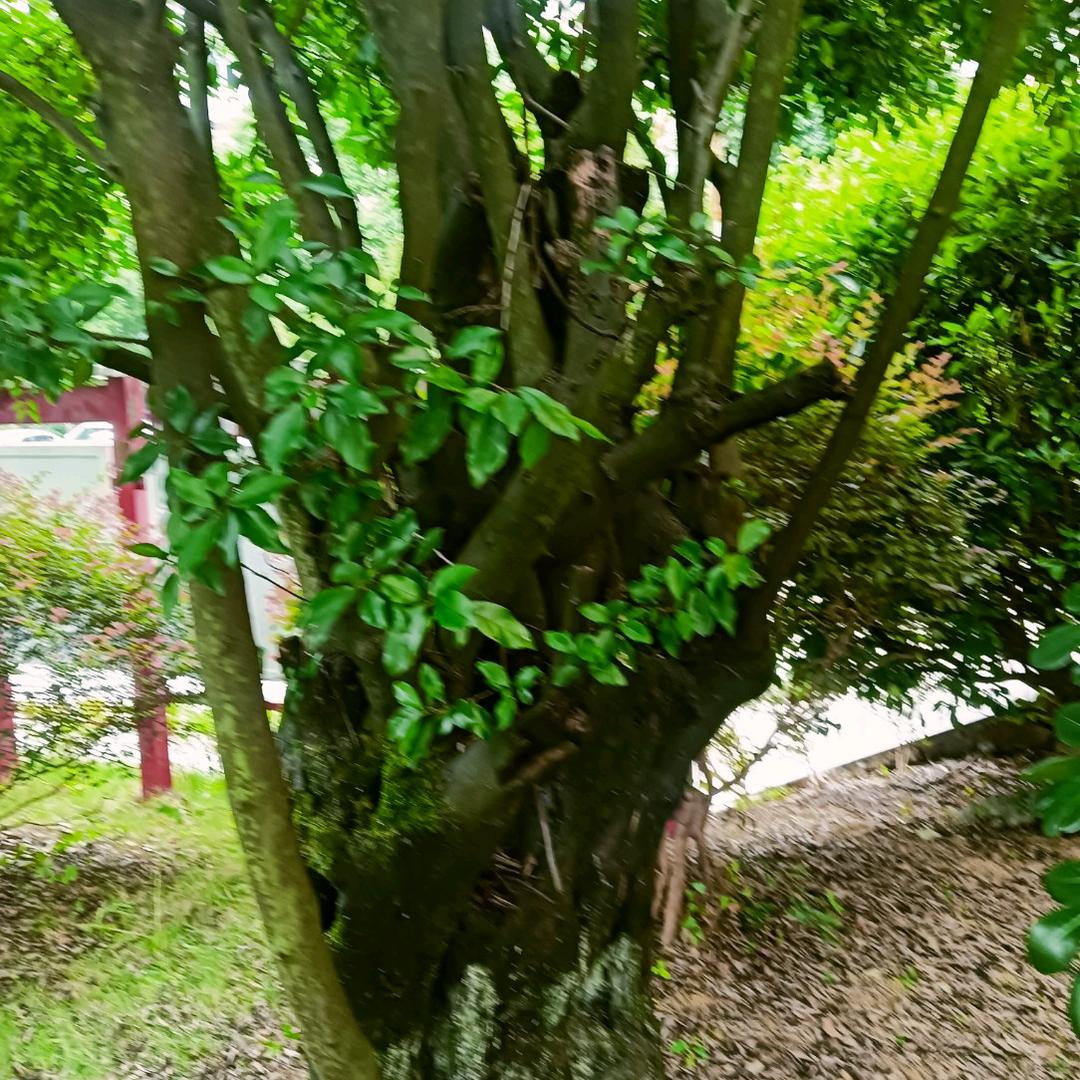 中华民族