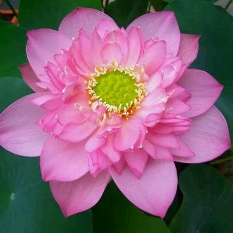 芳💔芳