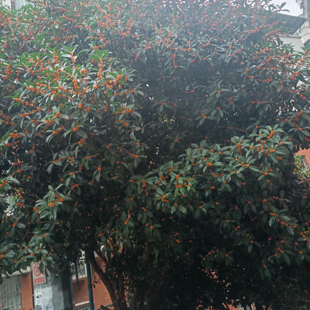 小小太阳闪亮邓场