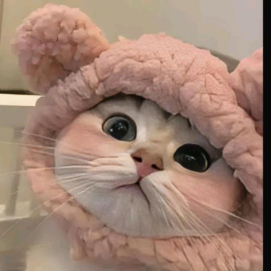 张鱼小丸子