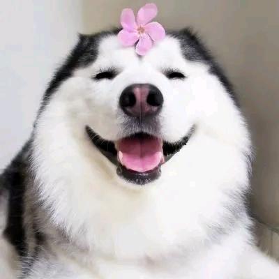 小刀哥