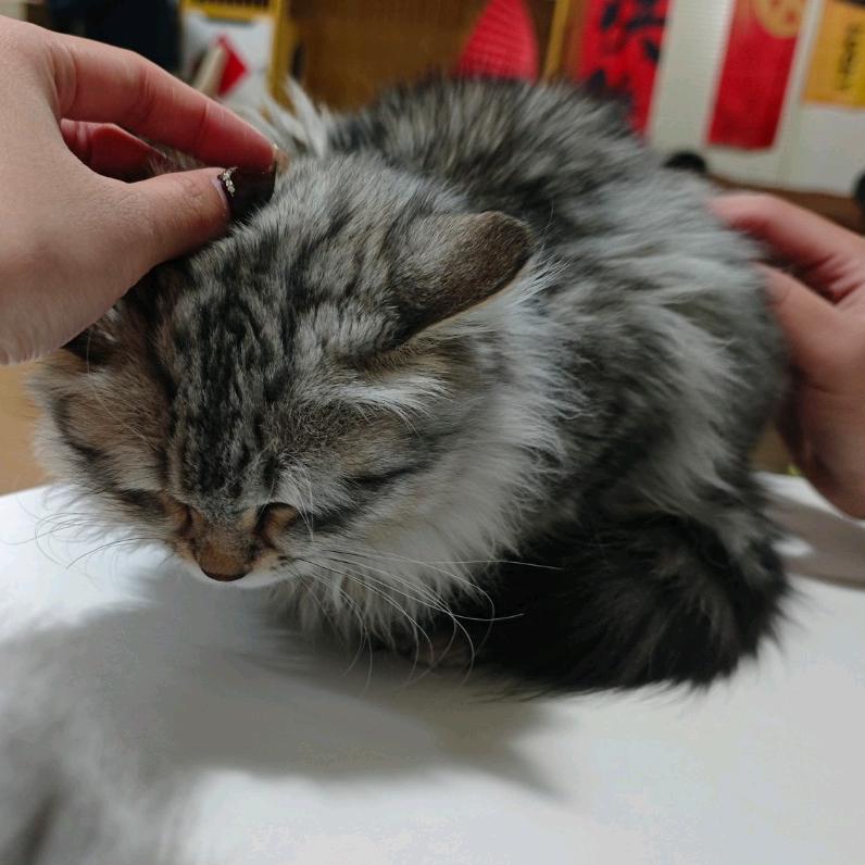 小c不菜