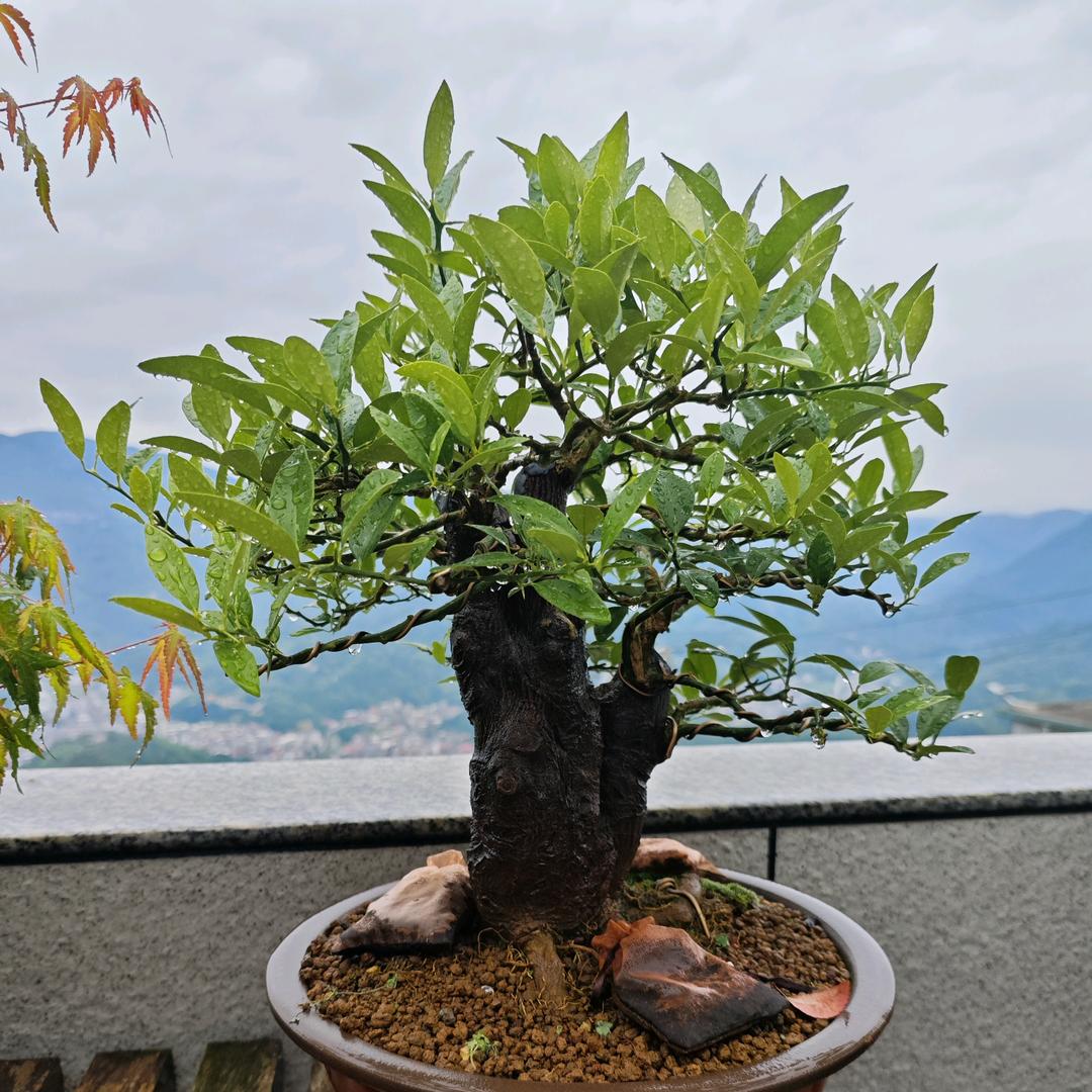 春至海棠未雨