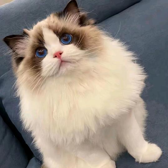 昭君家的猫咪