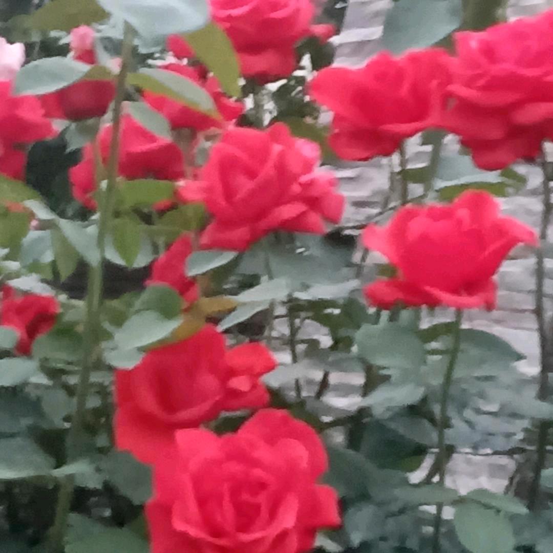 春暖花开