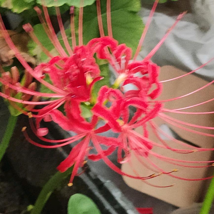 春禾暖羊（坚持别后退）