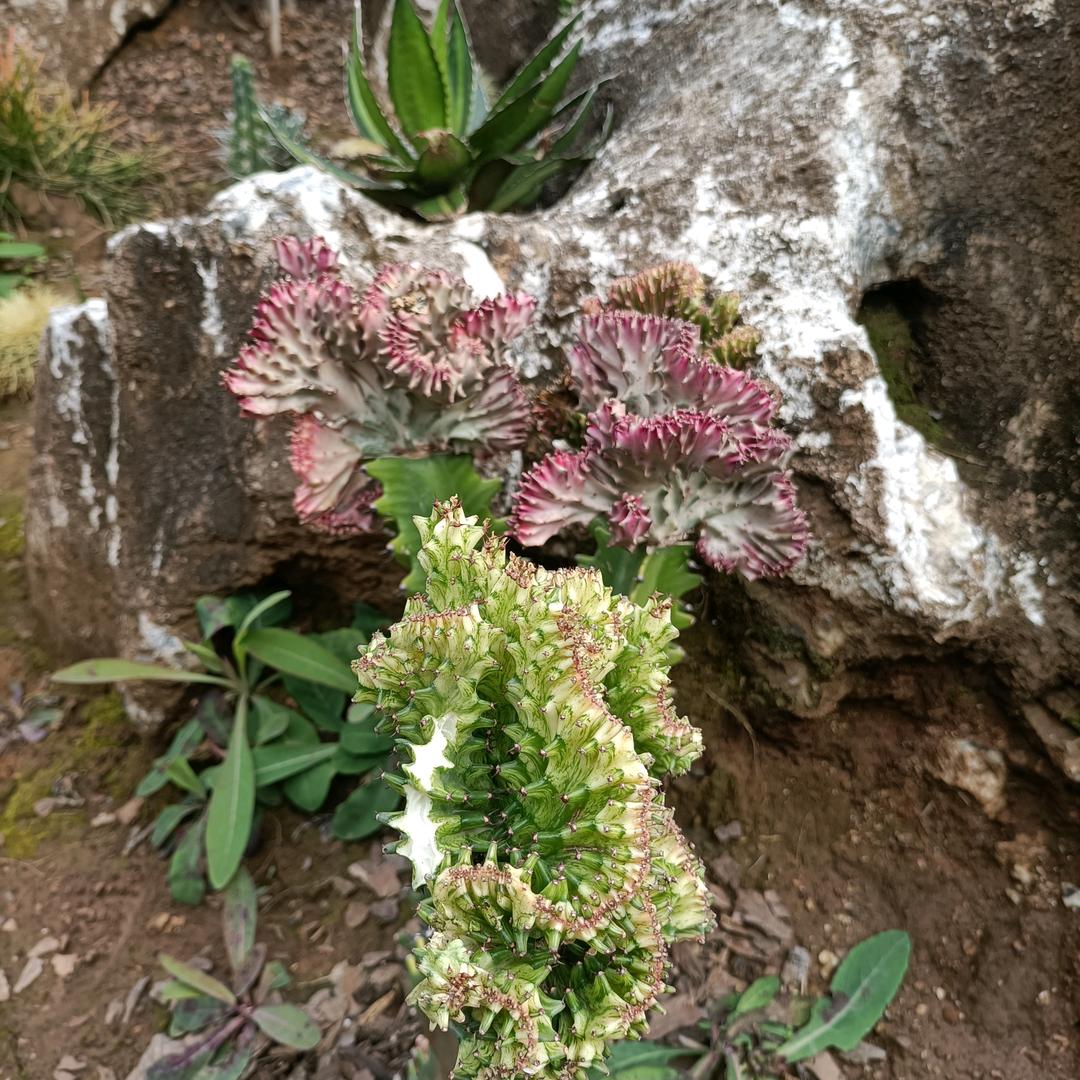 小语