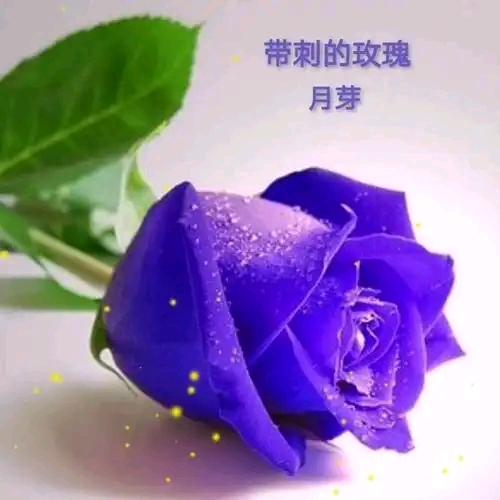 铿锵玫瑰8