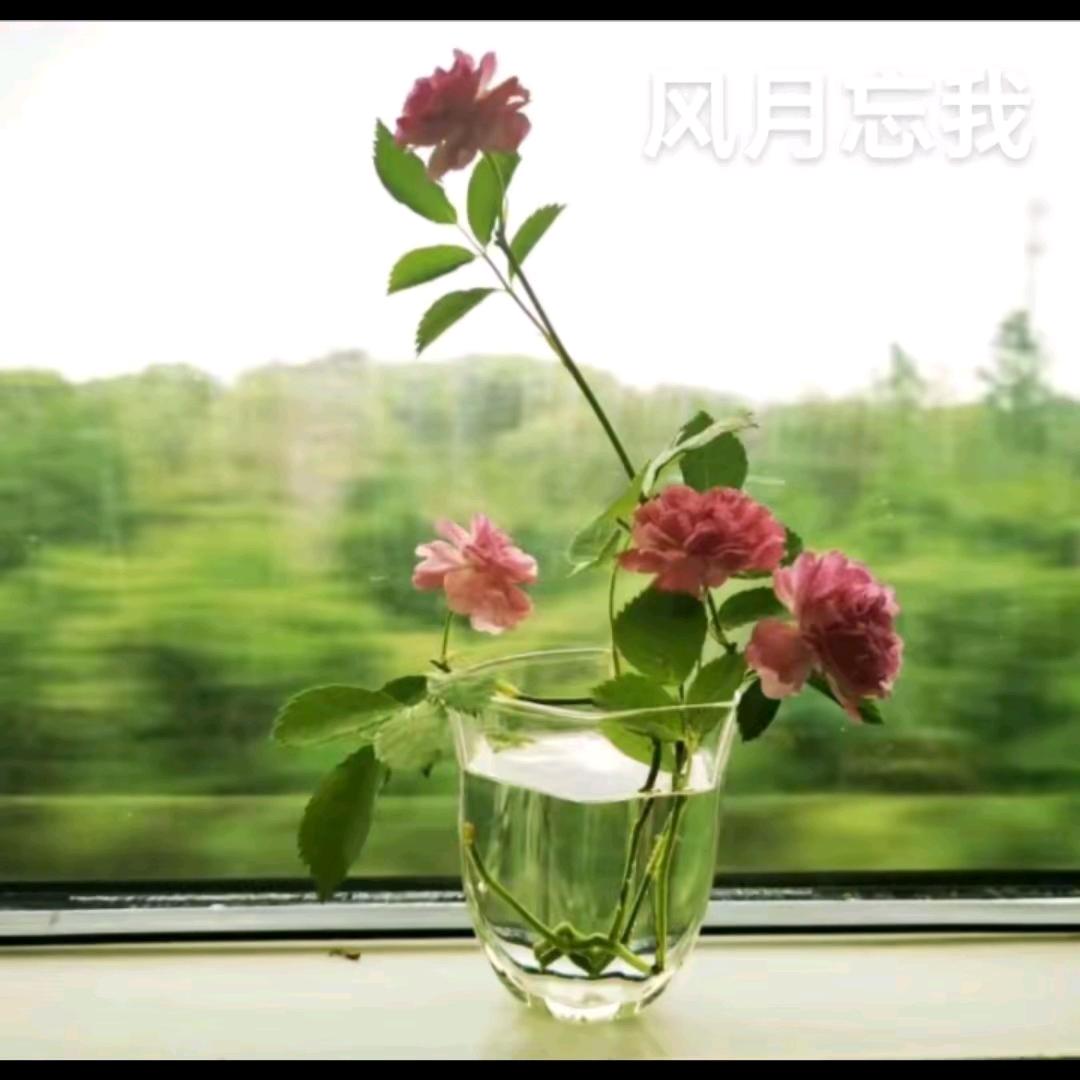 来自南方的姑娘