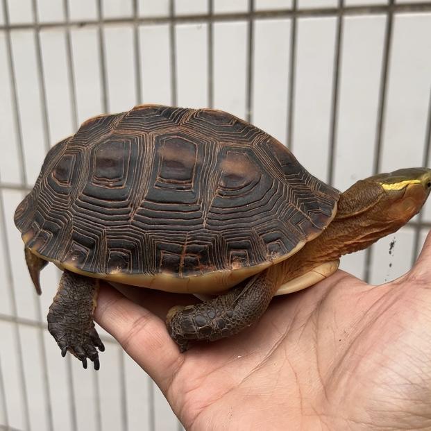 广钊龟鳖臻选阁
