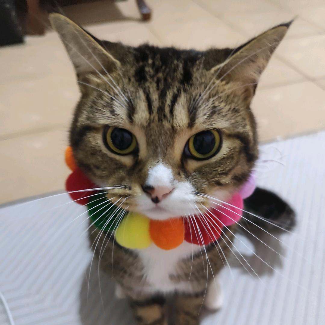 猪咪爱吃小零食