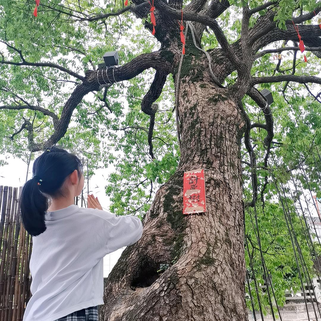 圆宝是吃货