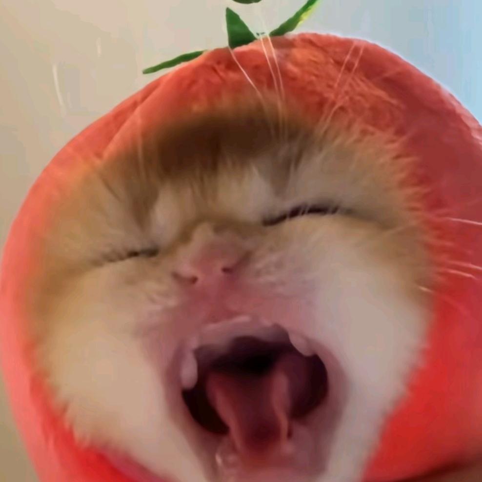 汤姆cat《DT版》