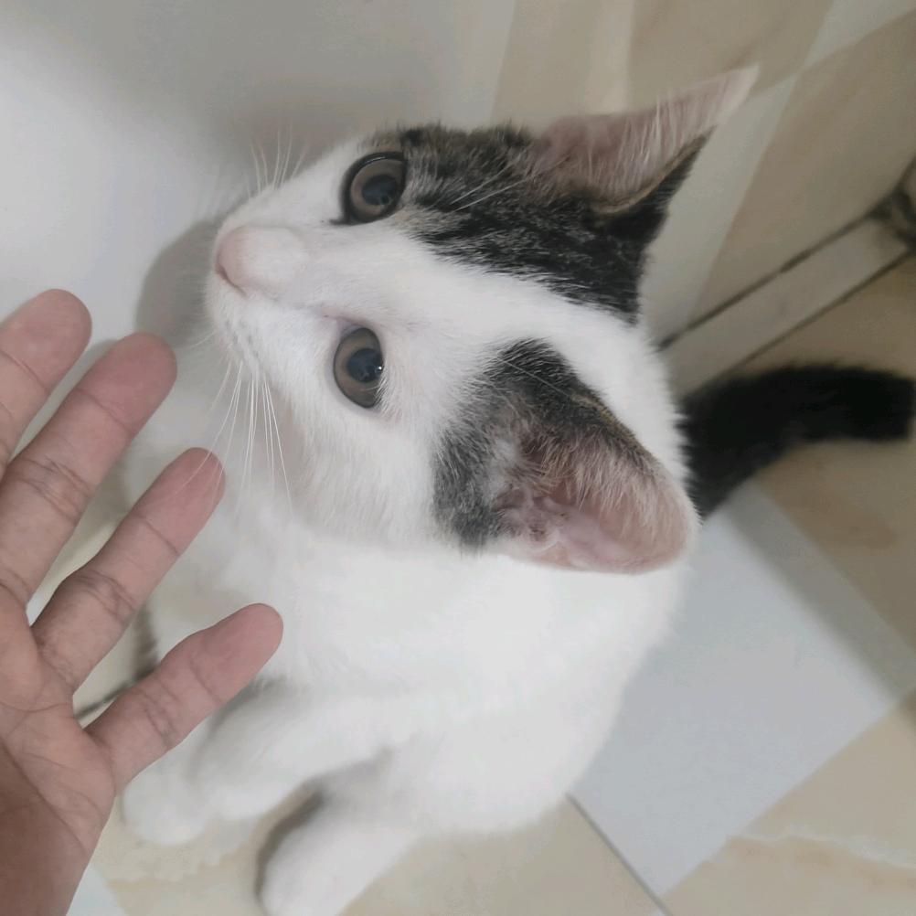 龙鹫