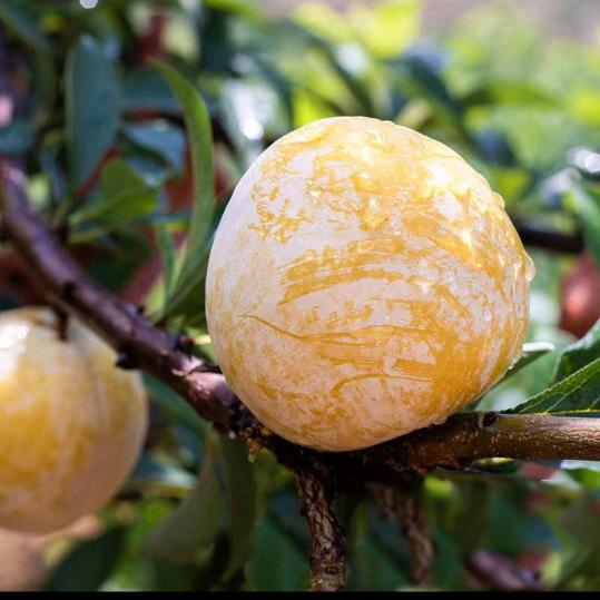 菜菜农产品