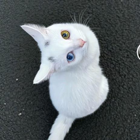小小