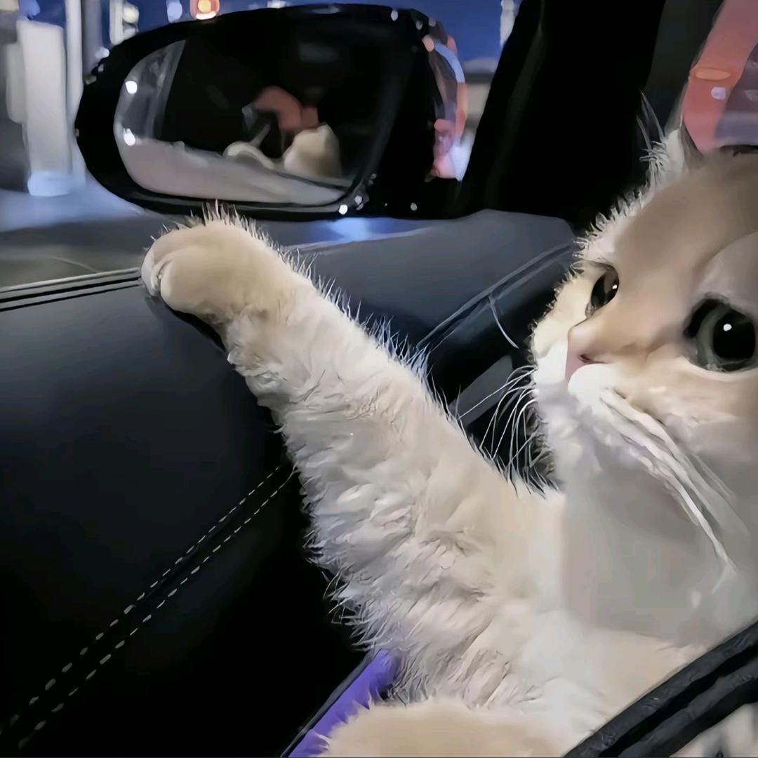 房檐旁的猫