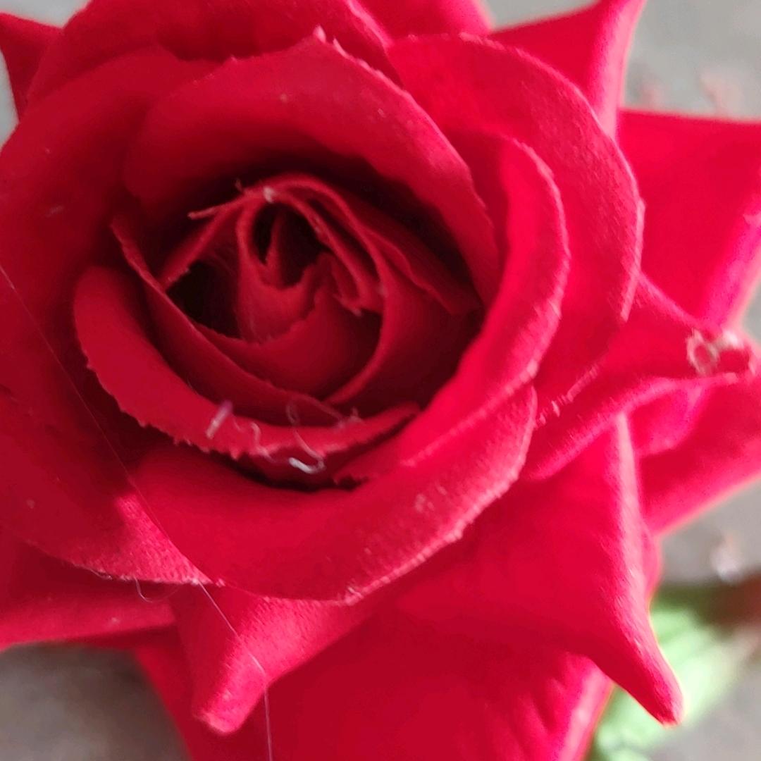 玫瑰花🌹